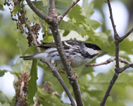 Blackpoll Warbler 6358
